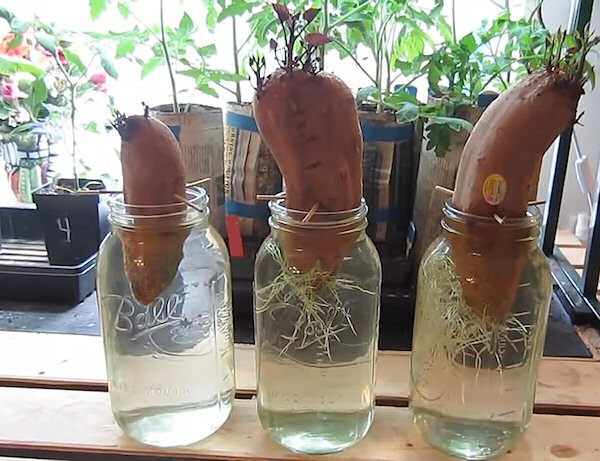 Ako pestovať sladké zemiaky - prvé korene a výhony